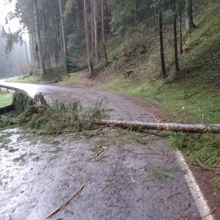 H1 Baum über Straße