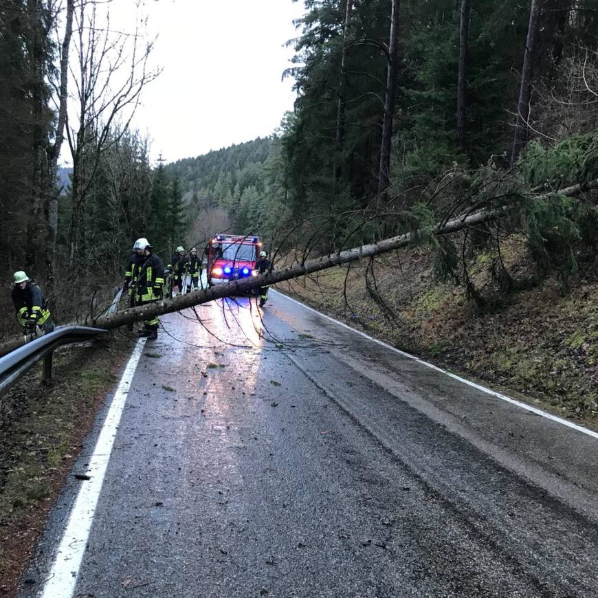 H1 Baum über Straße