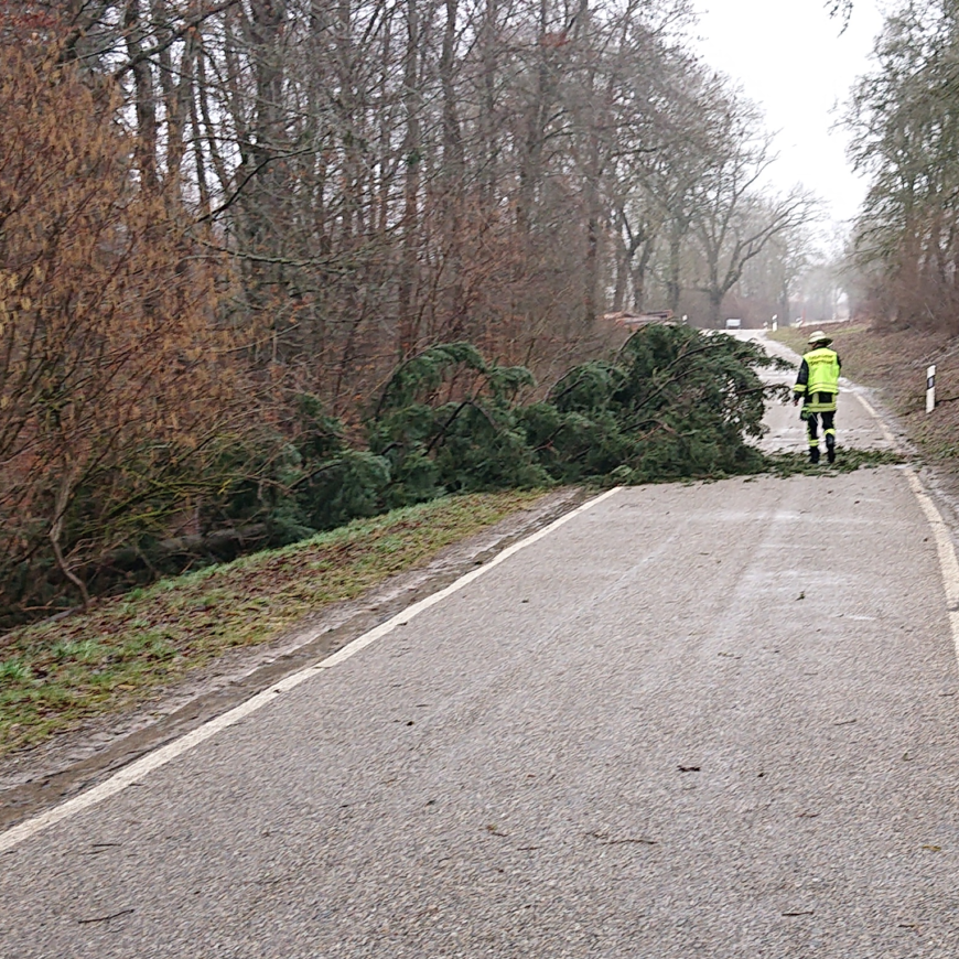 H1 Baum über Straße