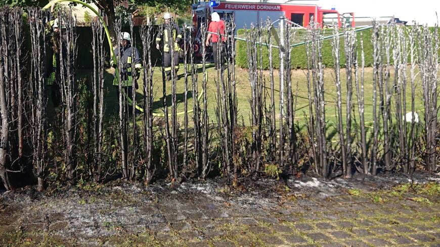 H 1 Brand einer Thuja Hecke