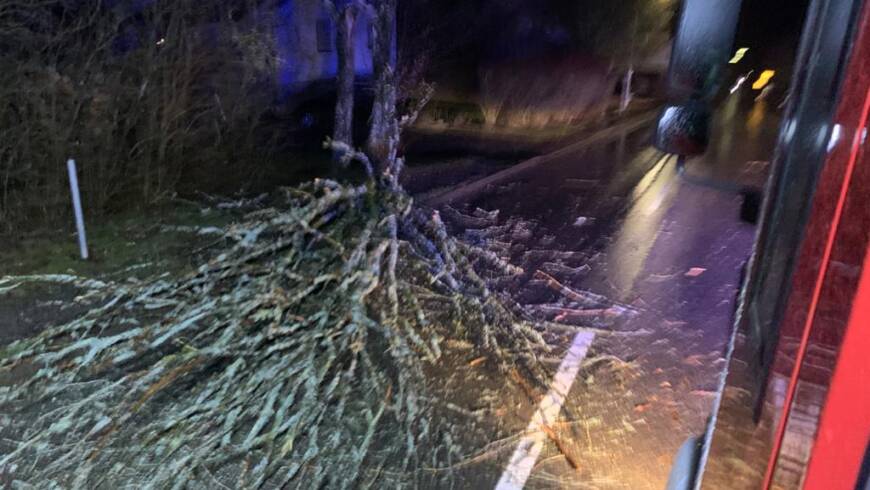 H1 Baum über Strasse