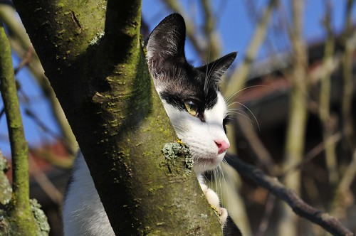 H 1 Katze auf Baum