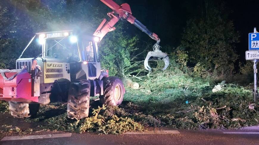 H 1 Umgestürzter Baum